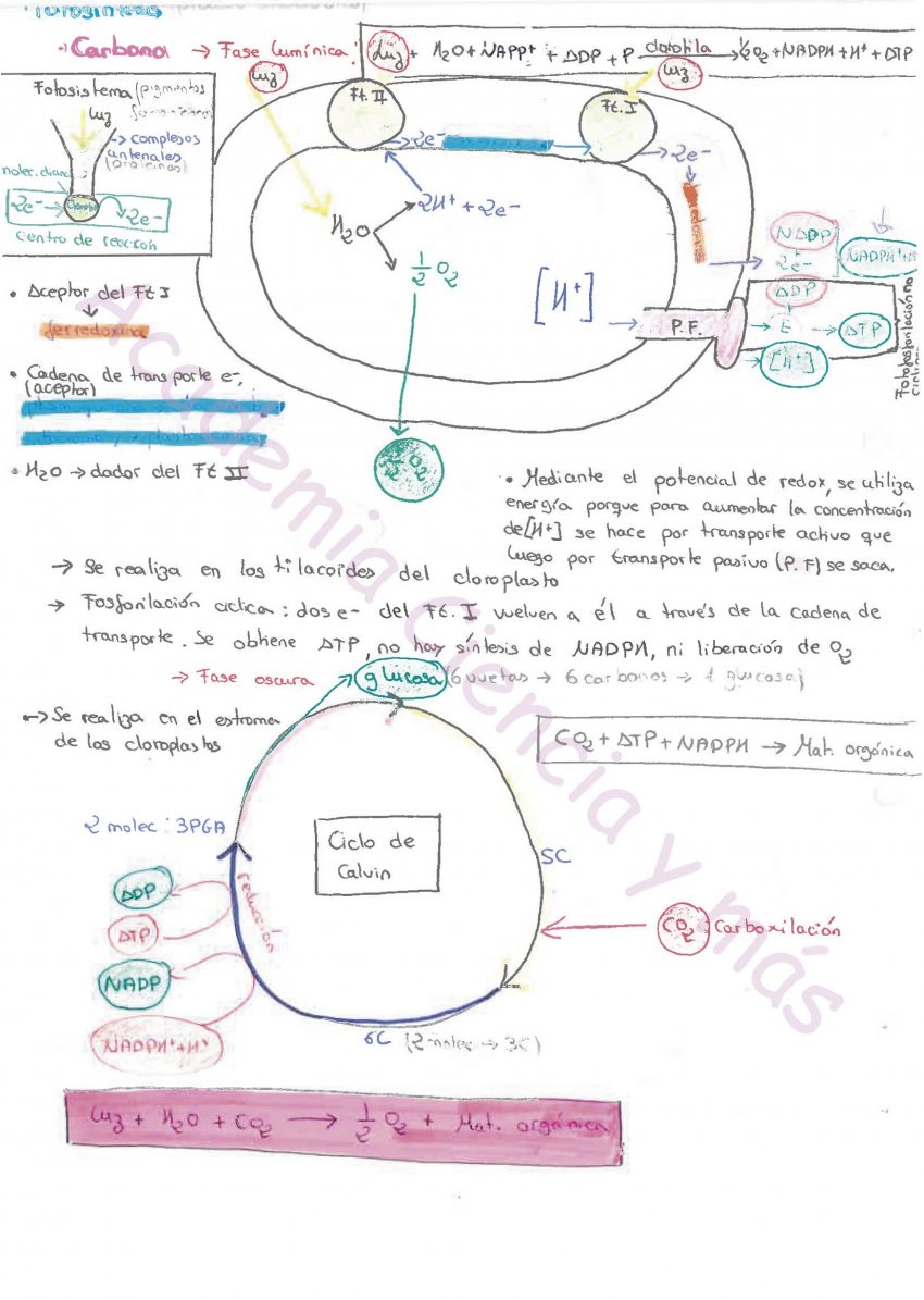 Resumen fotosíntesis.jpg